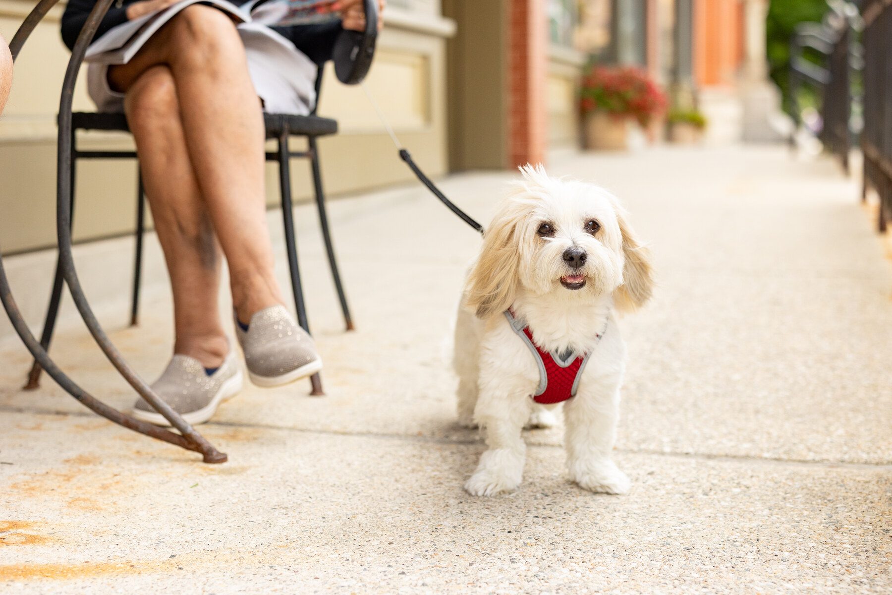 A dog beside sidewalk cafe tables on Main Street in Lee