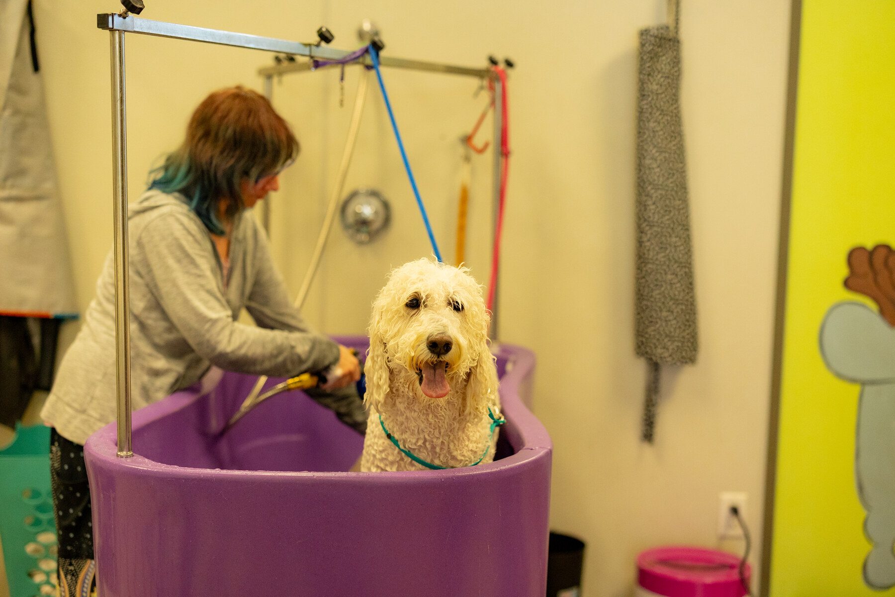 A dog being groomed at a Lee pet grooming business