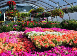 clarks nursery